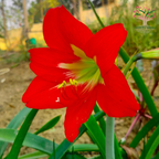 Red Amaryllis Lily in bloom