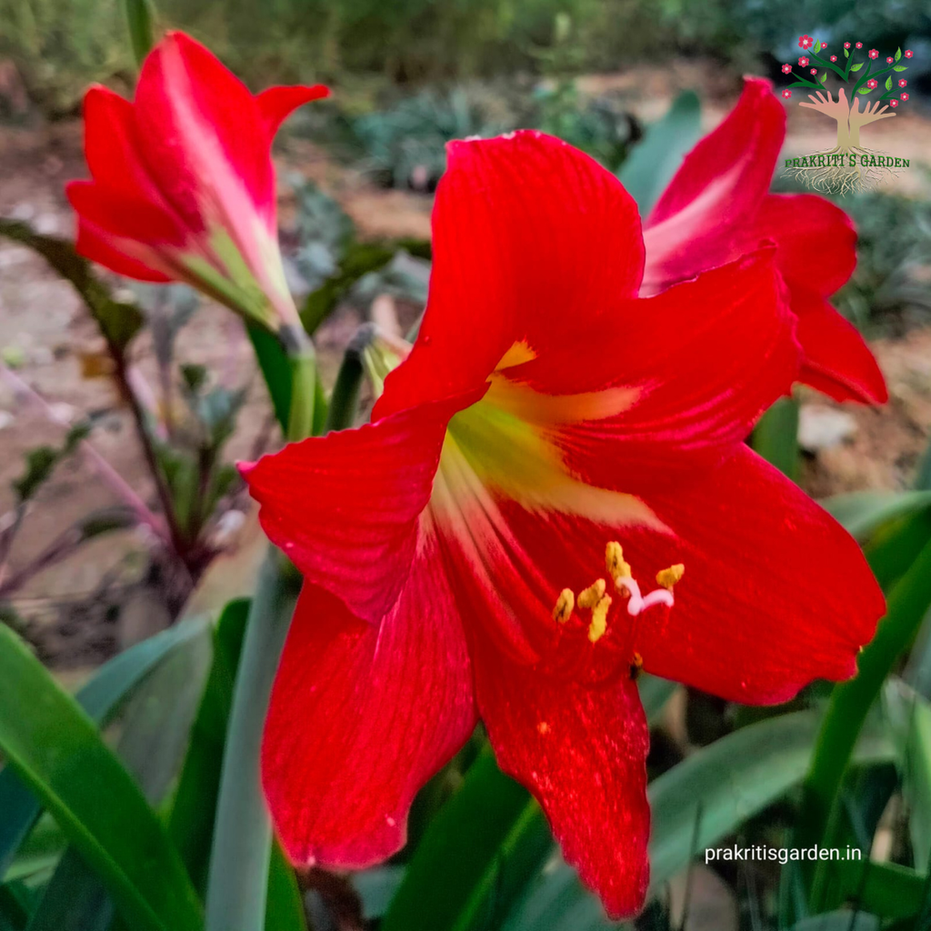 Red Amaryllis Lily flowers