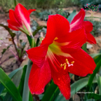 Red Amaryllis Lily flowers