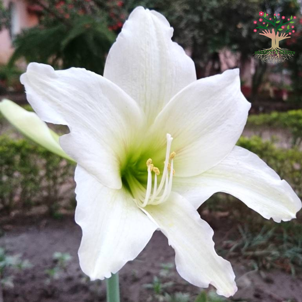 White Amaryllis Lily flower