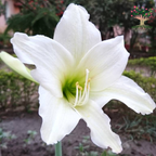 White Amaryllis Lily flower