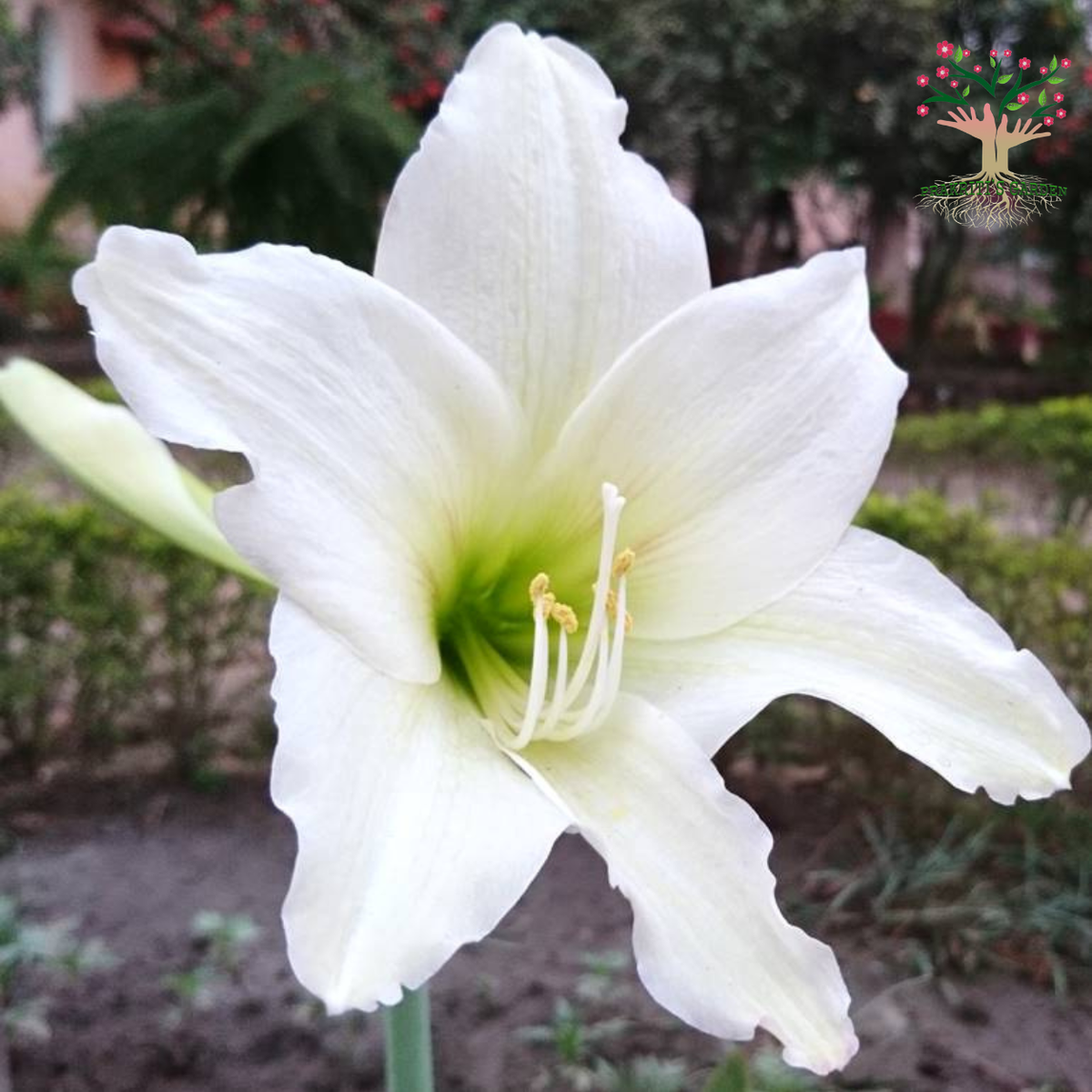 White Amaryllis Lily flower