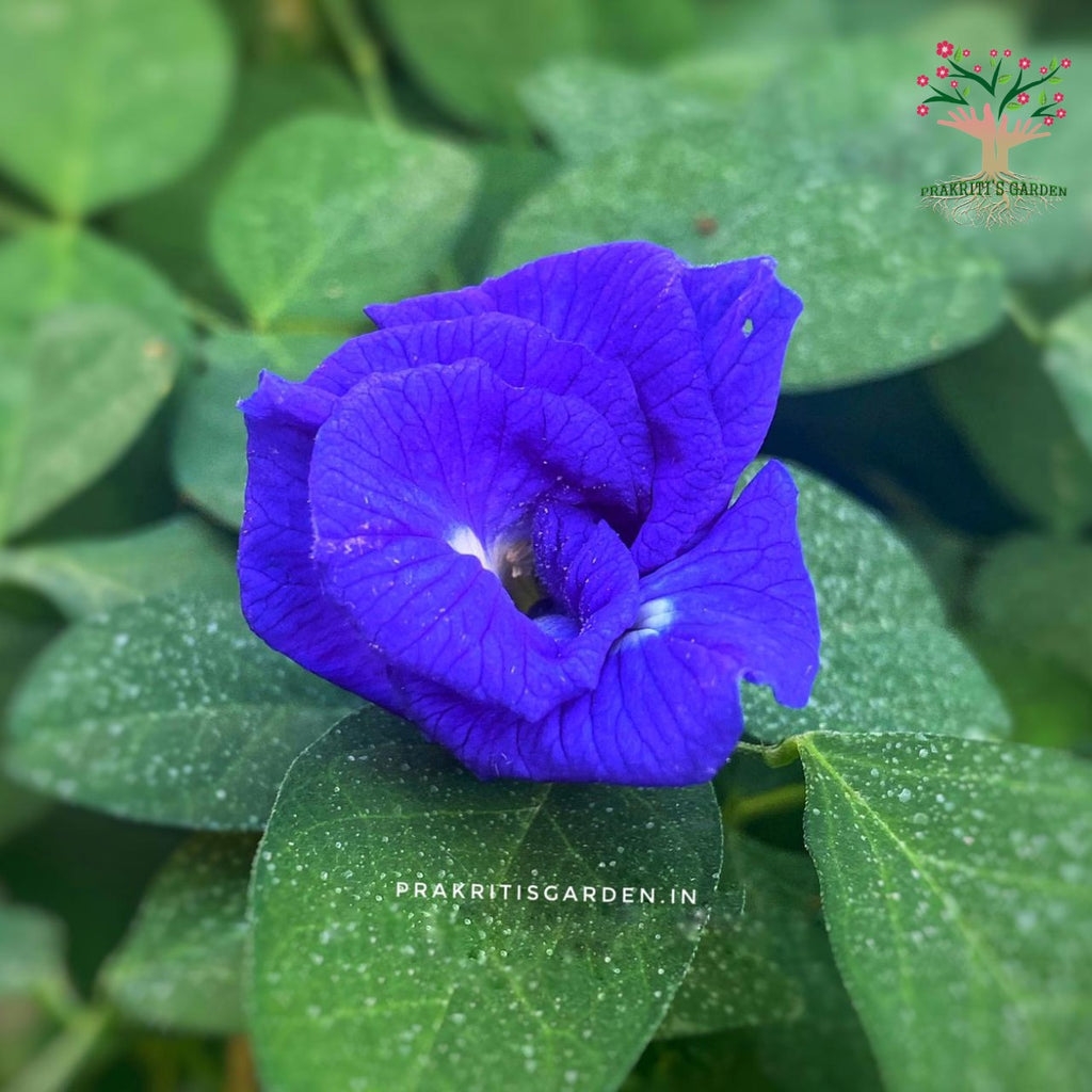 Aparajita blue multipetal butterfly pea flower