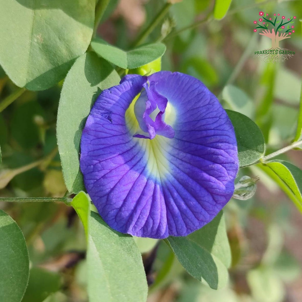 Aparajita blue single petal flower