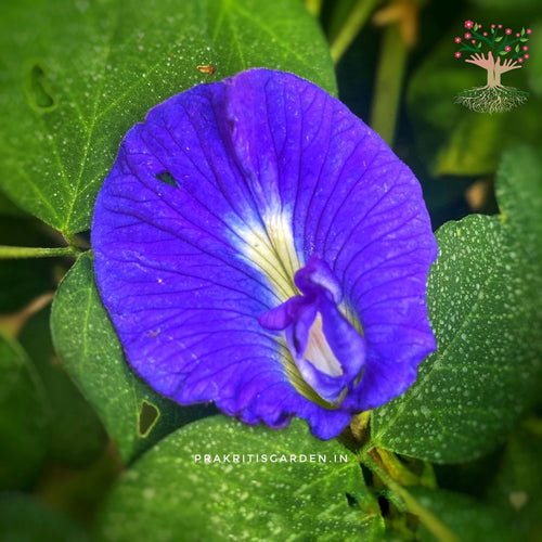 Blue butterfly pea (Aparajita) flower