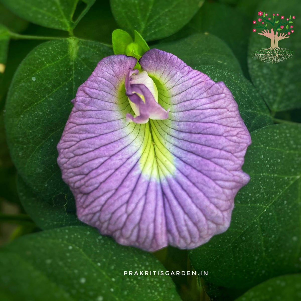 Aparajita lavender single petal flower