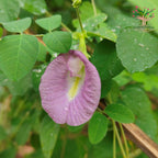 Lavender butterfly pea flower on vine