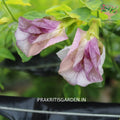 Aparajita pink double petal flower
