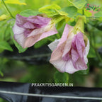 Aparajita pink double petal flower