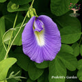 Aparajita purple single petal flower