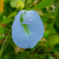 Aparajita sky blue single petal flower