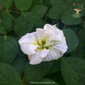 Aparajita white multipetal flower
