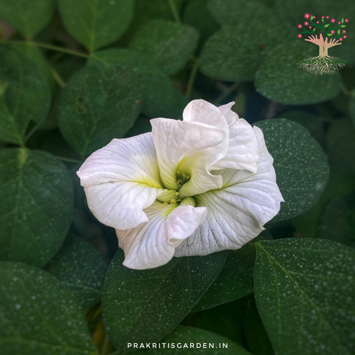 Aparajita white multipetal flower