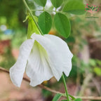 White butterfly pea flower