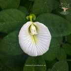 Aparajita white single petal flower