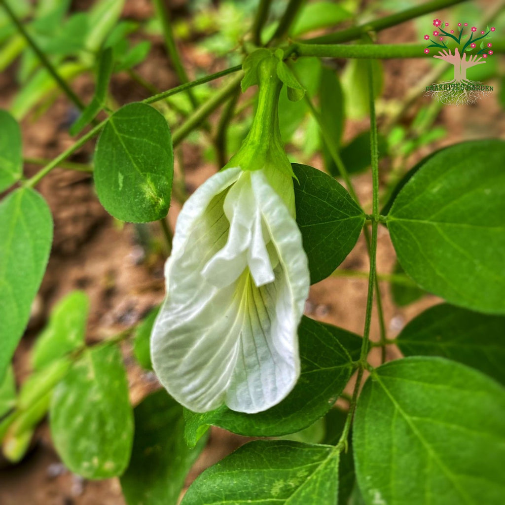 White butterfly pea flower on vine