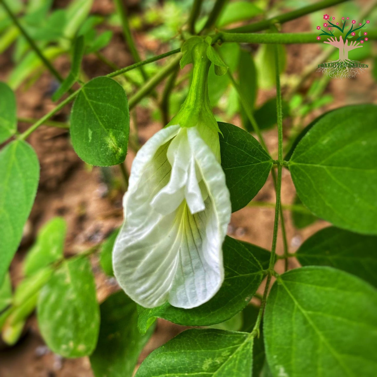 White butterfly pea flower on vine
