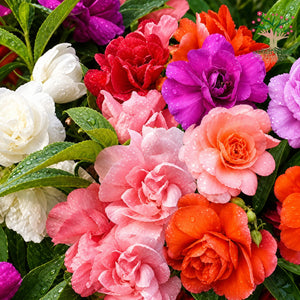 Balsam mixed colour flowers