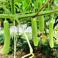 Bottle gourd (lauki) on vine