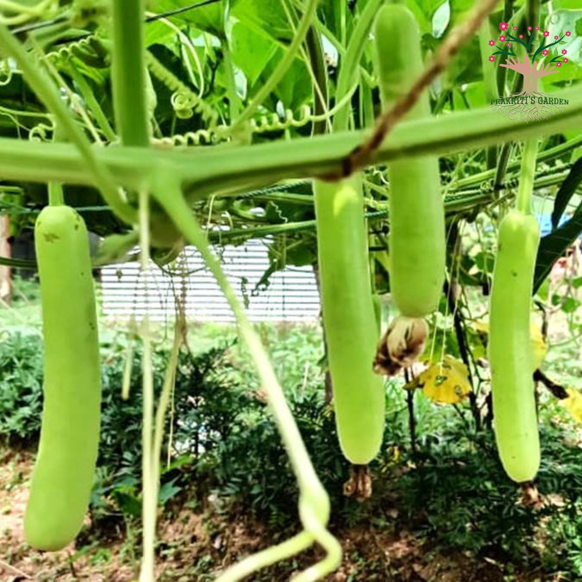 Bottle gourd (lauki) on vine