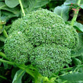 Broccoli head