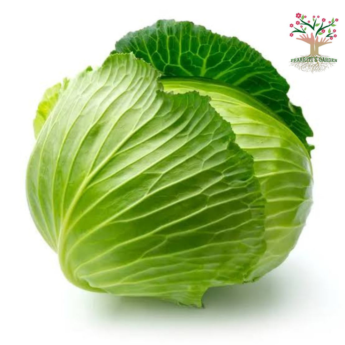 Green cabbage (band gobhi)