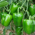 Green capsicum plant with fruits