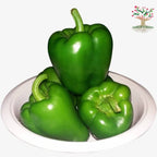 Green capsicum (shimla mirch)