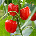 Red capsicum on plant