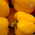 Yellow capsicum