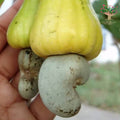 Cashew fruit with nut