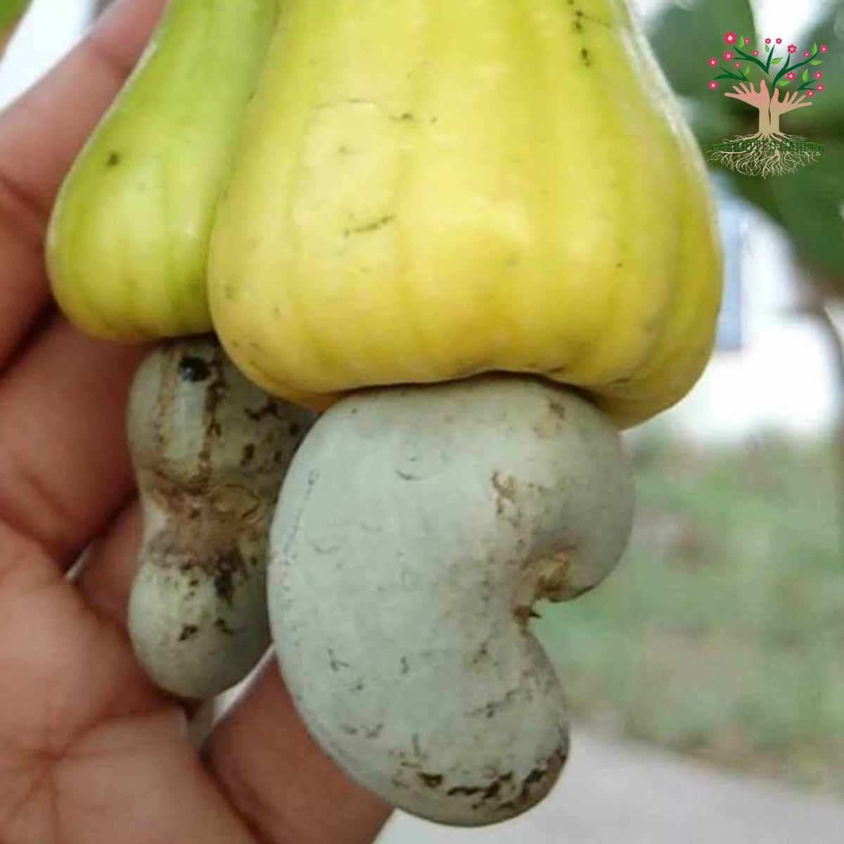 Cashew fruit with nut