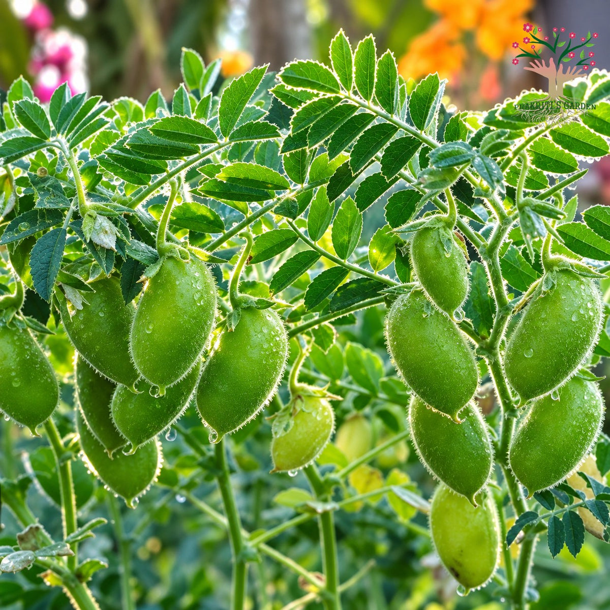 Green chickpea (chana) plant with pods