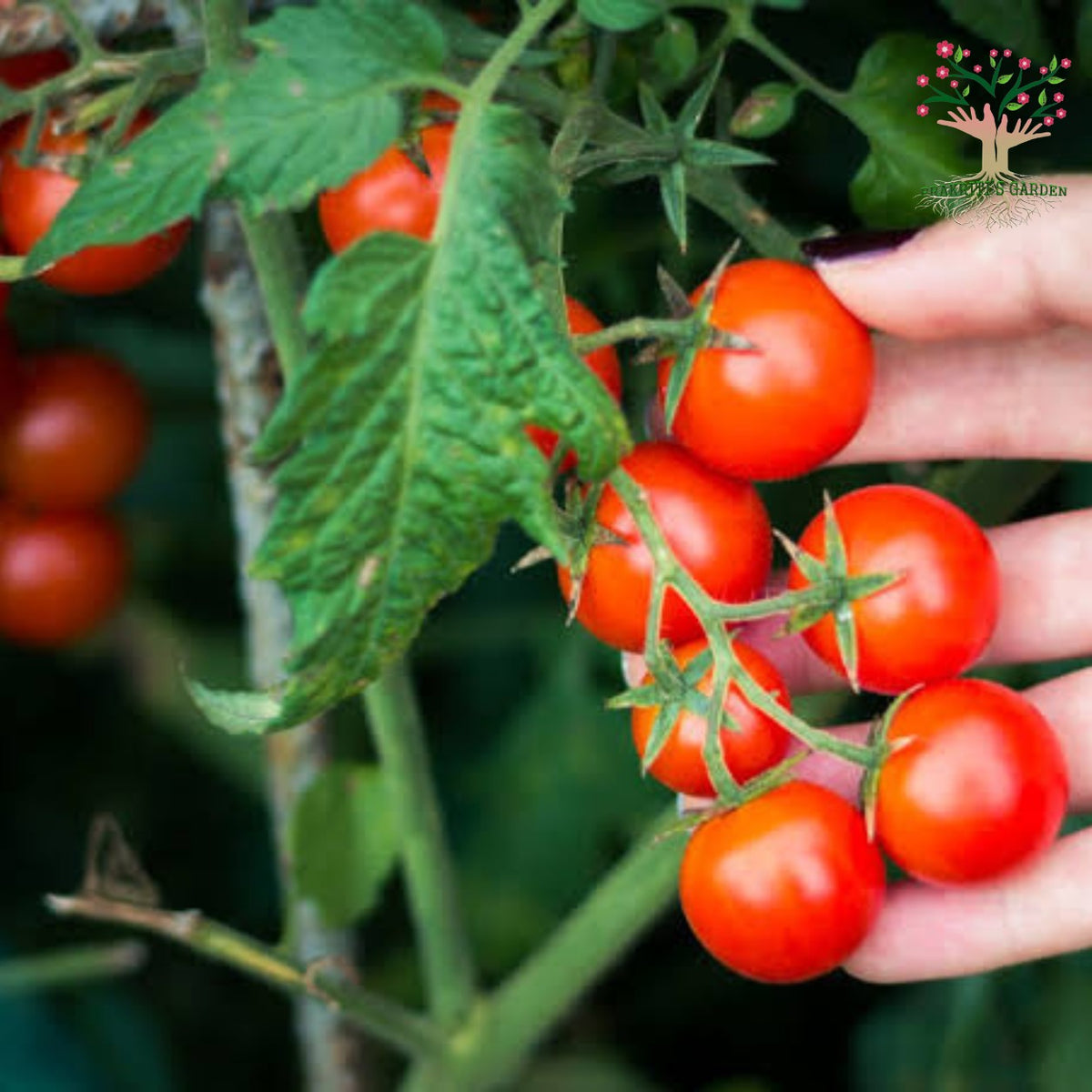 Cherry tomatoes on plant