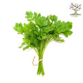 Fresh coriander (dhaniya) bunch