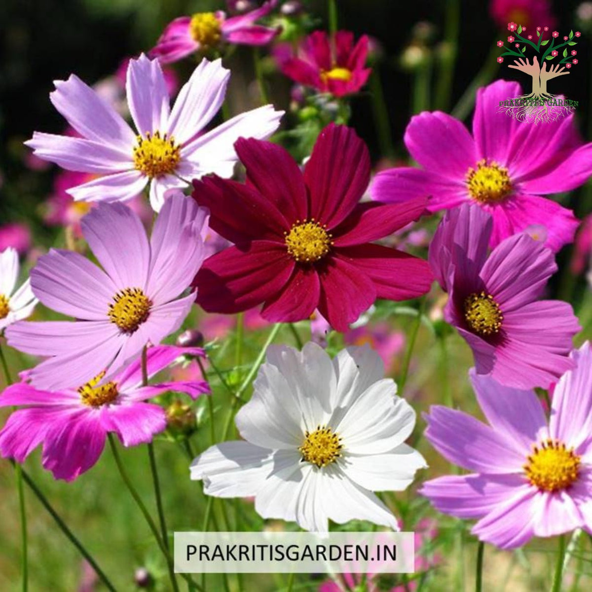 Cosmos Sensation mix flowers