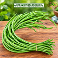 Cowpea (barbatti / lobia) beans