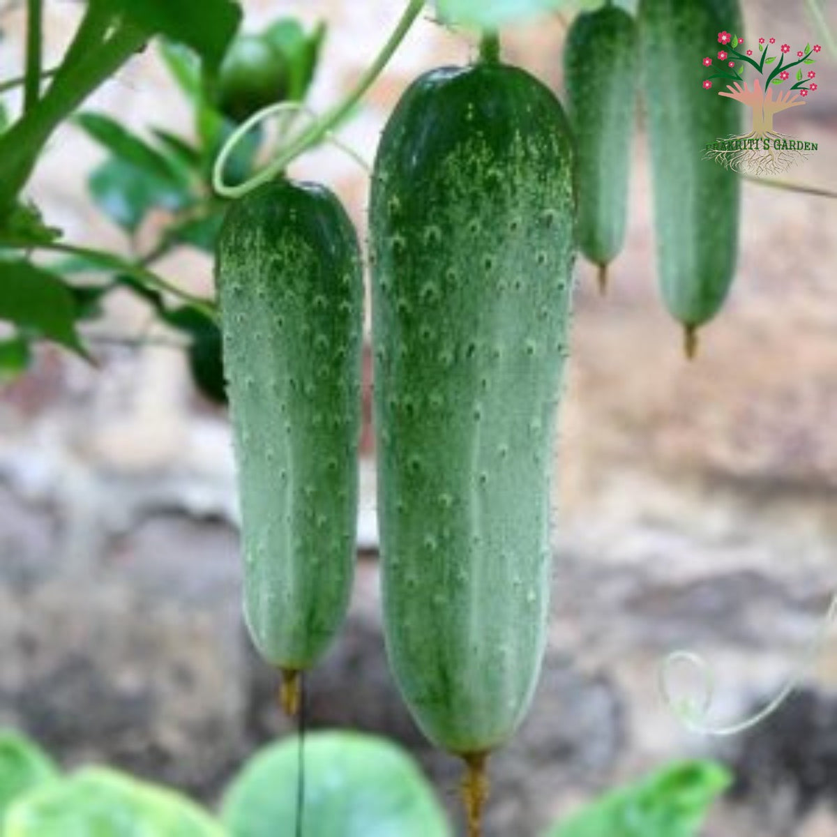 Cucumber (kheera) on vine