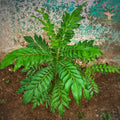 Curry leaf (meetha neem) plant