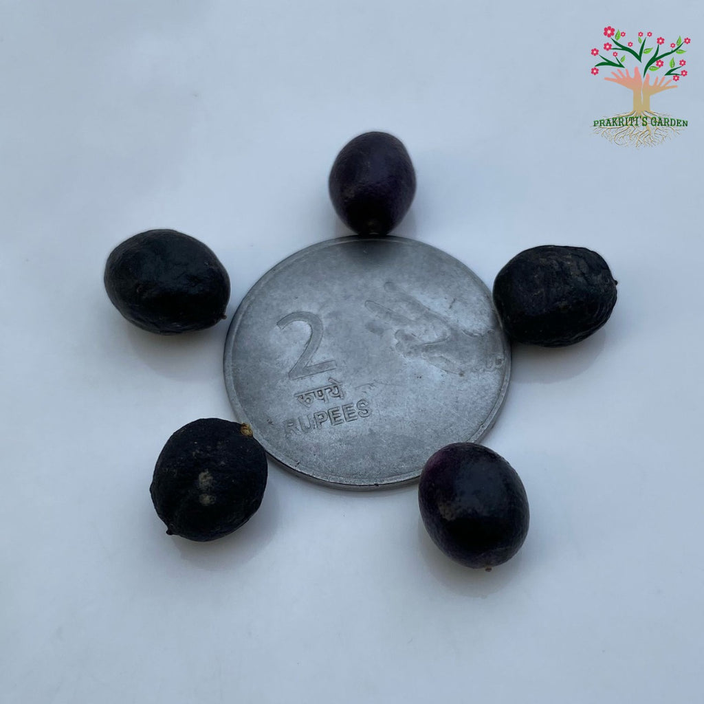 Curry leaf seeds