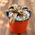 Earth Star Cryptanthus brown plant
