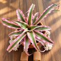 Earth Star Cryptanthus pink plant