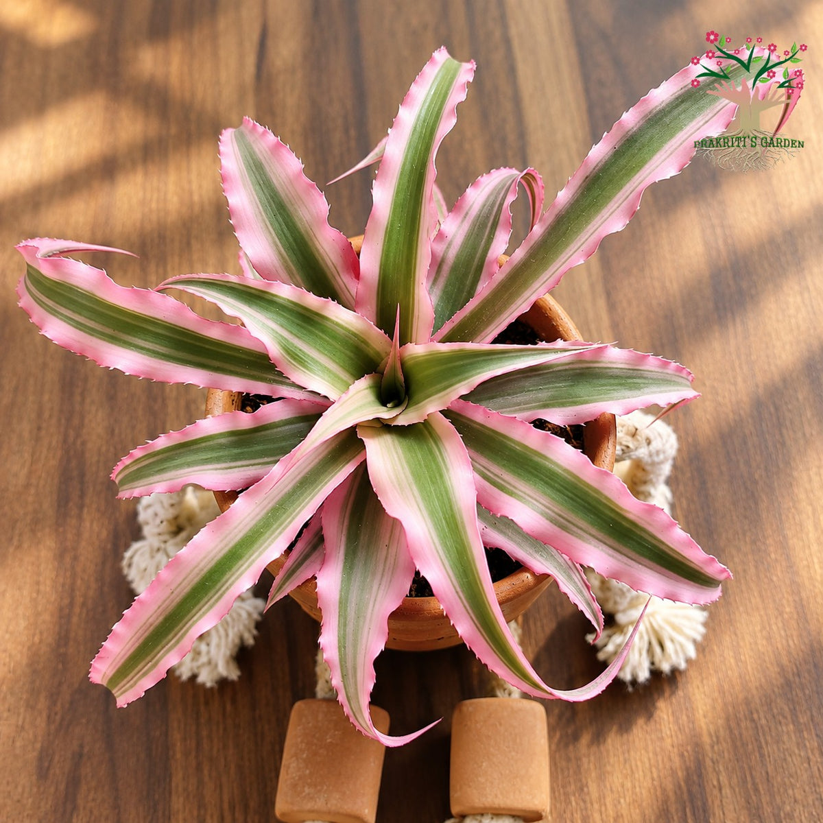 Earth Star Cryptanthus pink plant