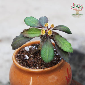 Euphorbia decaryi plant in pot