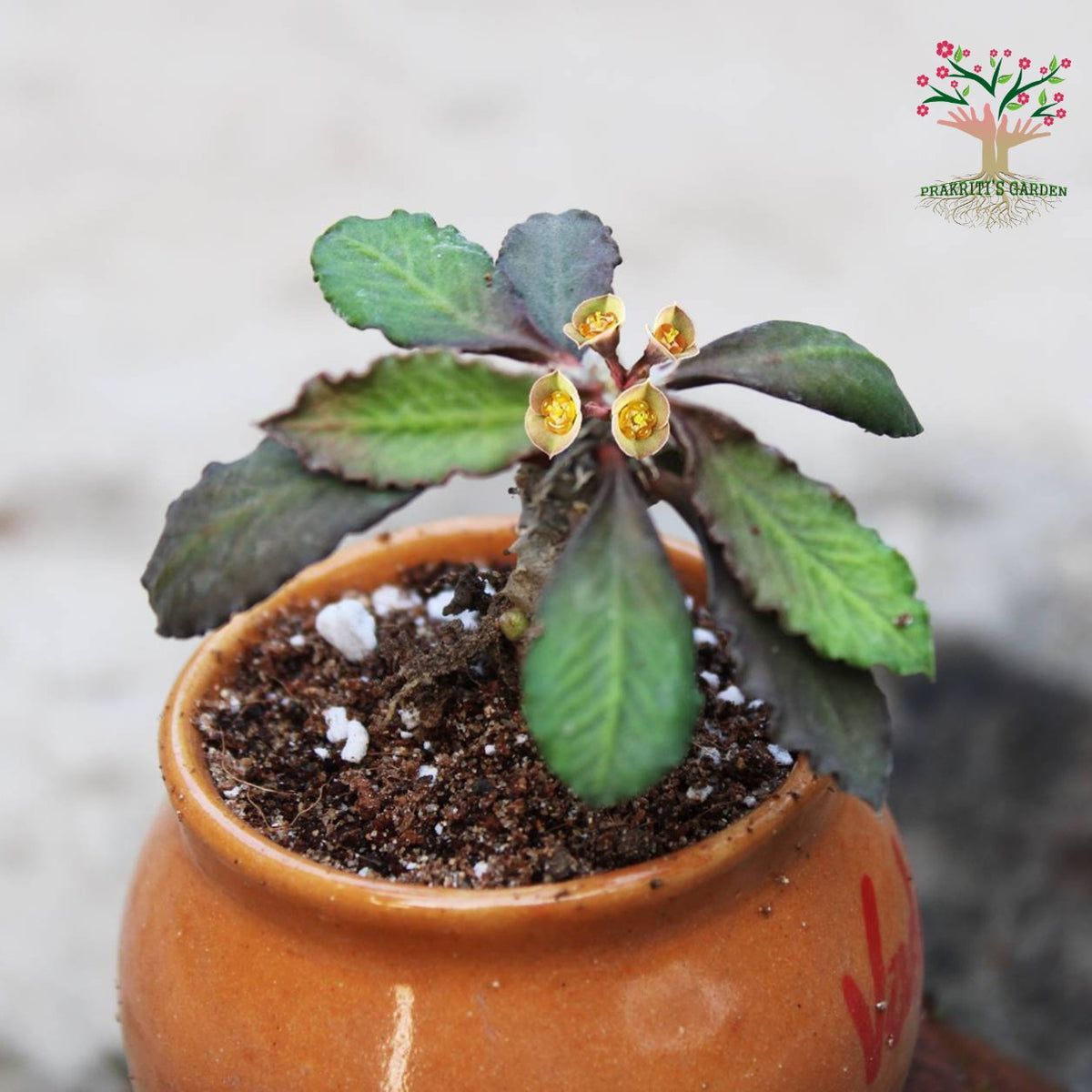 Euphorbia decaryi plant in pot