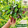 Green amaranth (chaulai) bunch