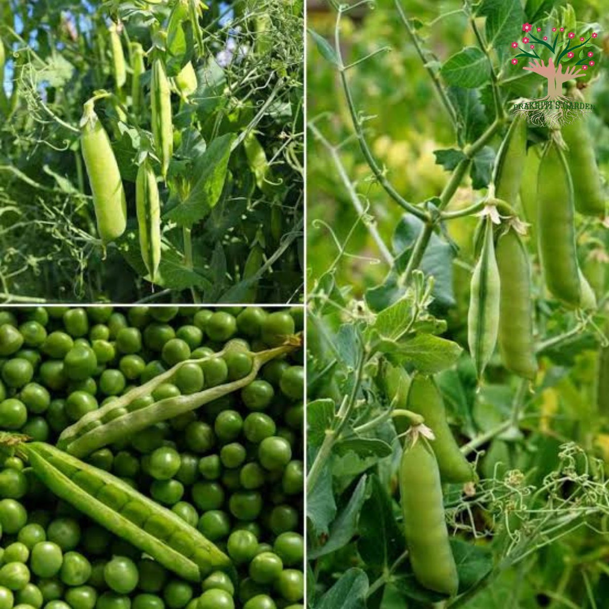 Green peas (matar) plant and pods