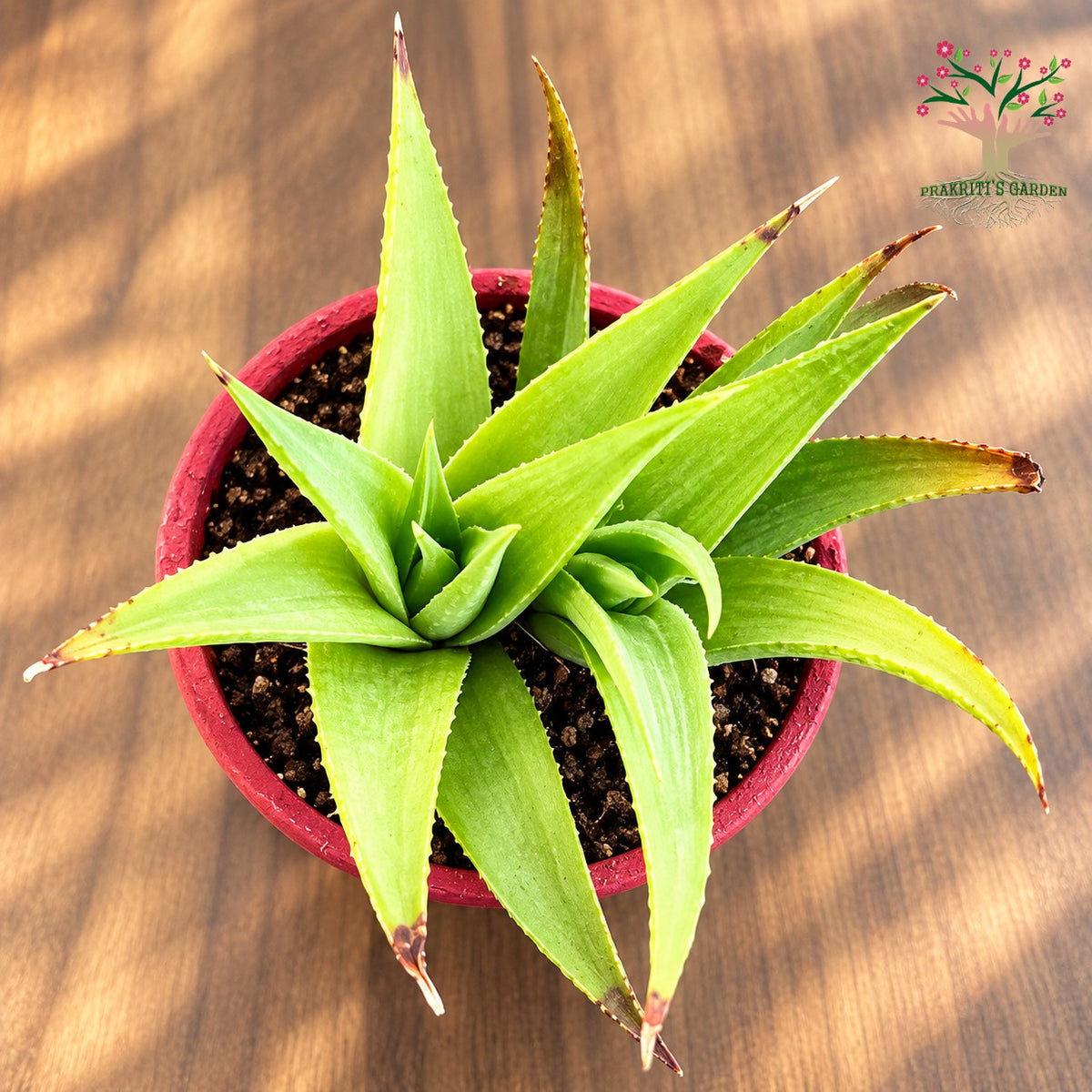 Haworthia limifolia Ubomboensis succulent in pot