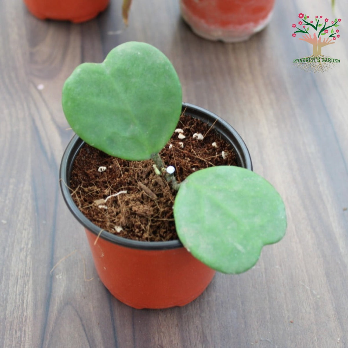 Hoya kerrii heart-shaped leaf plant