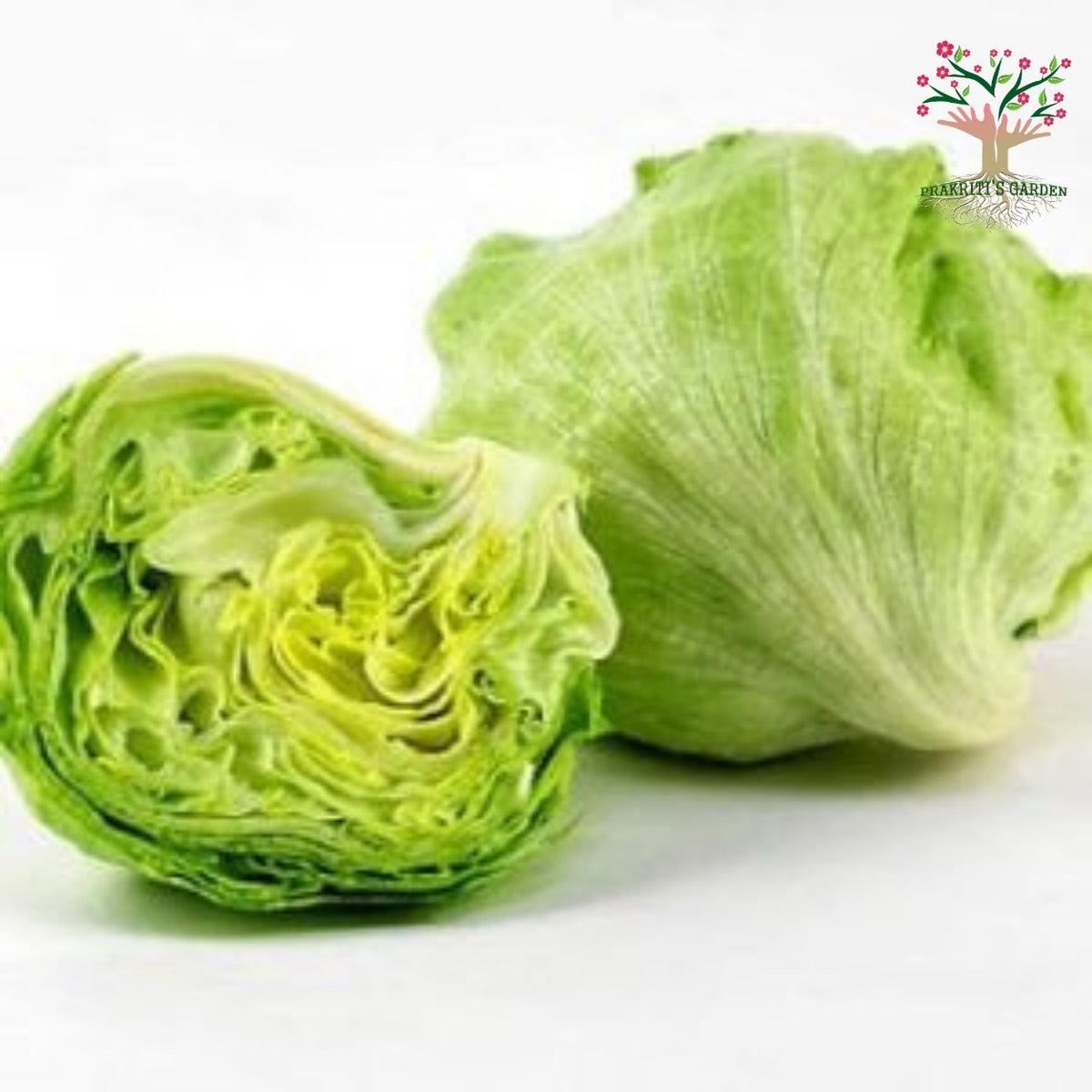 Iceberg lettuce